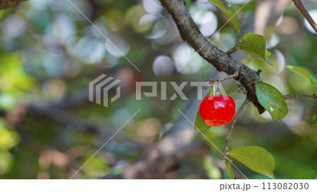 Thai or Acerola cherries fruit on the tree, high vitamin C and antioxidant fruits. Thai or Acerola cherries fruit on the tree, high vitamin C and antioxidant fruits. 113082030