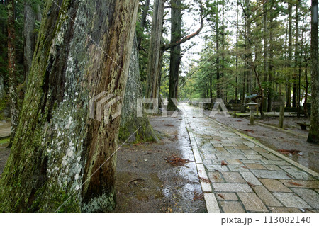 高野山 雨の石畳 奥の院へ向かう 和歌山県 高野山 雨の石畳 奥の院へ向かう 和歌山県 113082140