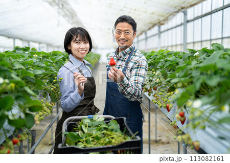 いちごを収穫する生産者 113082161