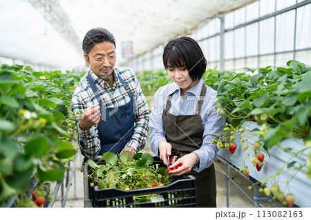 いちごを収穫する生産者 いちごを収穫する生産者 113082163