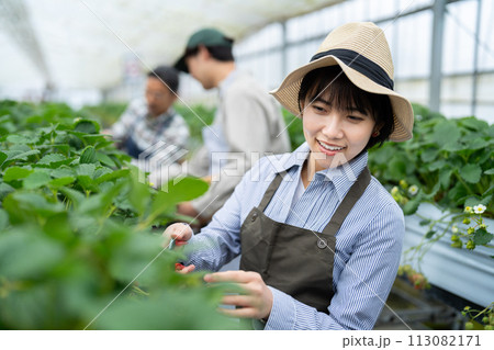ビニールハウスで作業をする生産者 113082171