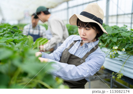 ビニールハウスで作業をする生産者 113082174