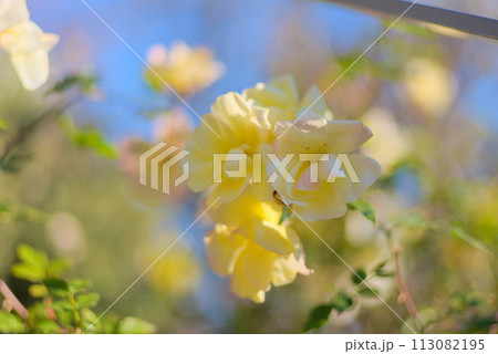明るい日差しが差し込むレモンイエローの薔薇 113082195