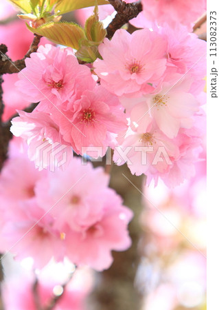 満開の八重桜のクローズアップ 113082373