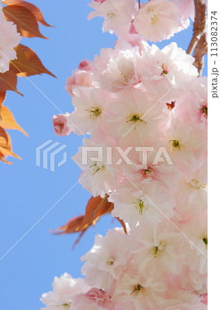 青空に映える満開の八重桜（普賢象）のクローズアップ 【青空背景】 113082374