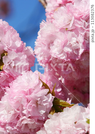 満開のピンクの八重桜（八重紅虎の尾）のクローズアップ 【青空背景】 113082376