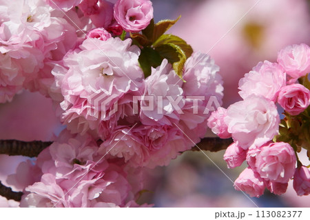 満開のピンクの八重桜（八重紅虎の尾）のクローズアップ 113082377