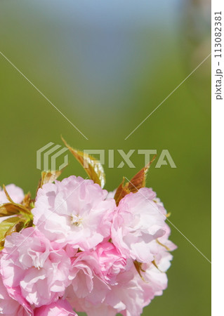 満開のピンクの八重桜（八重紅虎の尾）のクローズアップ 113082381