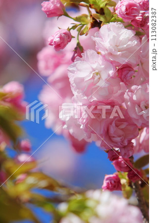 満開のピンクの八重桜（八重紅虎の尾）のクローズアップ 【青空背景】 113082387