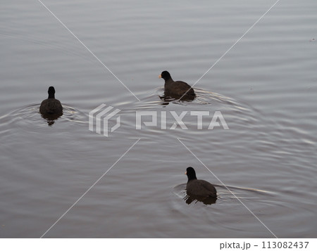 川口市の冬の荒川で採餌するオオバン 川口市の冬の荒川で採餌するオオバン 113082437