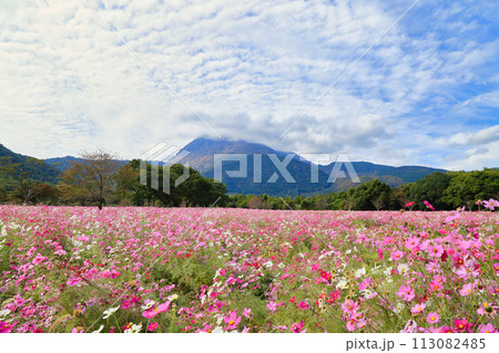 しまばら火張山花公園のコスモスと雲仙岳 ( 11月 長崎県 ) しまばら火張山花公園のコスモスと雲仙岳 ( 11月 長崎県 ) 113082485