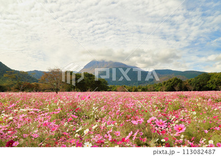 しまばら火張山花公園のコスモスと雲仙岳 ( 11月 長崎県 ) 113082487