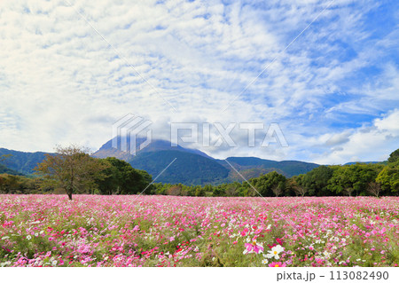 しまばら火張山花公園のコスモスと雲仙岳 ( 11月 長崎県 ) 113082490