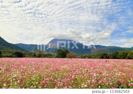 しまばら火張山花公園のコスモスと雲仙岳 ( 11月 長崎県 ) 113082503