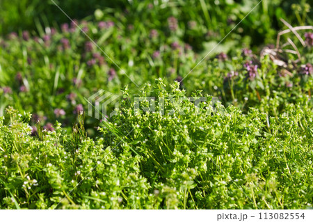 春を迎えた図書館周辺の草花たち 113082554