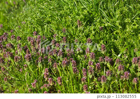 春を迎えた図書館周辺の草花たち 春を迎えた図書館周辺の草花たち 113082555