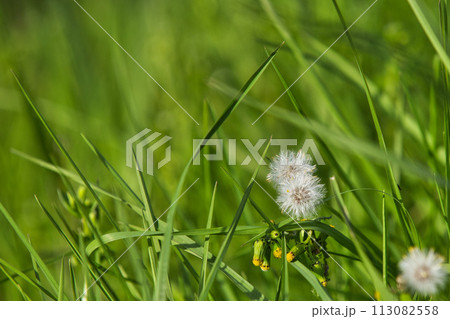 春を迎えた図書館周辺の草花たち 113082558