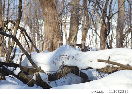 雪の積もった木を走るエゾリス 113082852