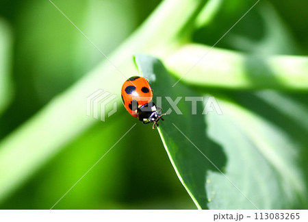 テントウムシと菜の花 113083265