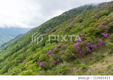 蛭ヶ岳から丹沢山間の登山道 蛭ヶ岳から丹沢山間の登山道 113083321