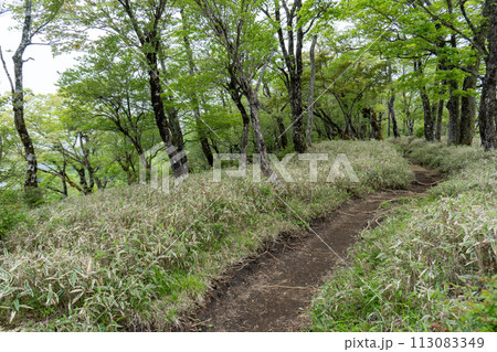 丹沢山から塔ノ岳間の登山道 丹沢山から塔ノ岳間の登山道 113083349