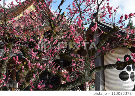 御神木の紅梅「飛梅」　北野天満宮 113083378