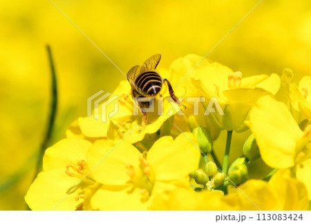菜の花とミツバチ 113083424