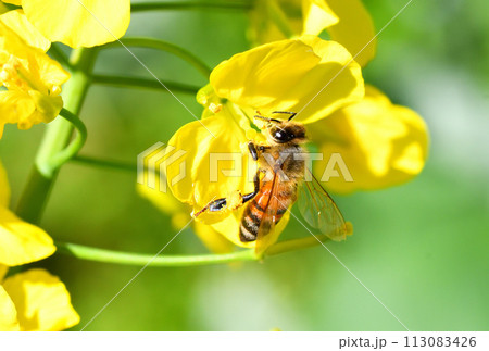 菜の花とミツバチ 113083426