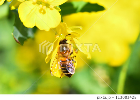 菜の花とミツバチ 菜の花とミツバチ 113083428
