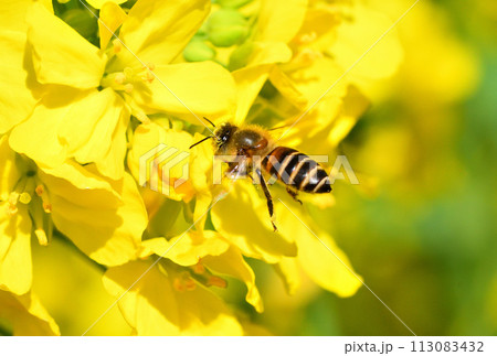 菜の花とミツバチ 菜の花とミツバチ 113083432