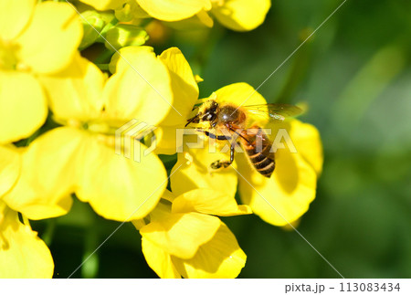 菜の花とミツバチ 113083434
