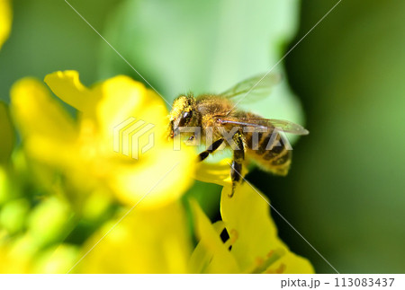 菜の花とミツバチ 113083437