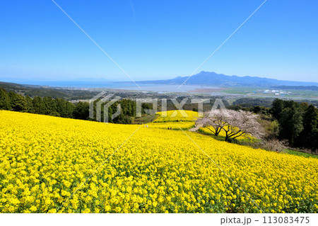 菜の花、白木峰高原 113083475