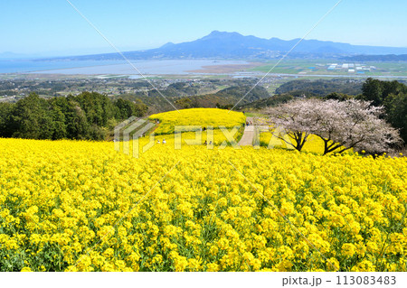 菜の花、白木峰高原 菜の花、白木峰高原 113083483
