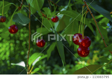 Red and sweet cherries on a branch just before harvest in early summer 113083795