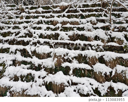 護岸用の植栽植物に降り積もった早春の雪 護岸用の植栽植物に降り積もった早春の雪 113083955