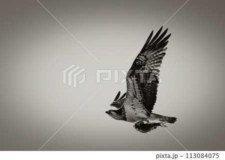 Osprey Flying with a Fish 113084075