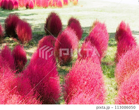 赤くなったコキア 113086050