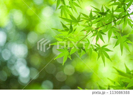 爽やかな新緑イメージ素材《青モミジ》 爽やかな新緑イメージ素材《青モミジ》 113086388