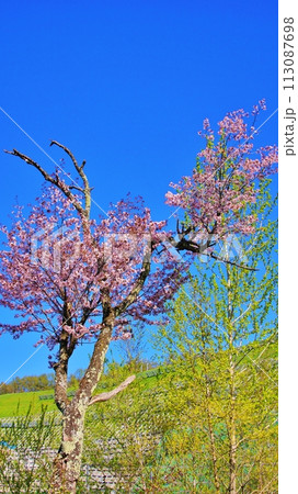 漁川ダム 恵庭発電所の桜風景 113087698