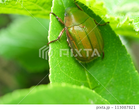 アオドウガネ 113087821