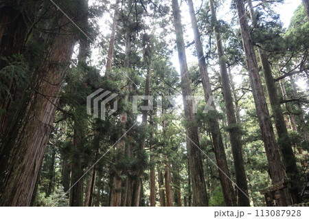 高野山・奥之院(和歌山県高野町) 高野山・奥之院(和歌山県高野町) 113087928