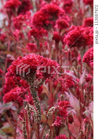 鮮やかに咲く赤いケイトウの花 鮮やかに咲く赤いケイトウの花 113087972