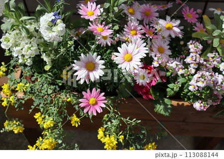 玄関前の花の寄せ植え 113088144