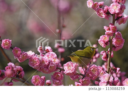 満開の紅梅にメジロ　（ これだイメージ ）（ 気になるイメージ ）（ 春イメージ ） 113088259