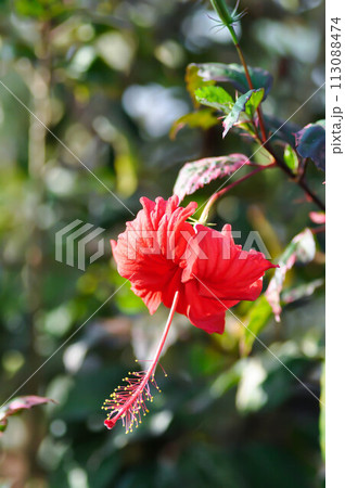 Chinese rose or Hibiscus or Hibiscus rosa sinensis or Hibisceae or Malvaceae , red hibiscus flower 113088474