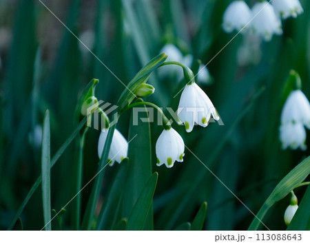 緑の斑点が可愛い、下向きに咲くスノーフレーク 113088643