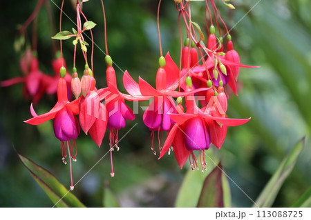 春から初夏にかけて咲き競うホクシャの花ー四 113088725