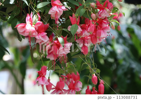 エレガントな雰囲気を持つフクシアの花 113088731