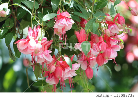 華やかなトロピカルカラーのフクシアの花ー九 華やかなトロピカルカラーのフクシアの花ー九 113088738